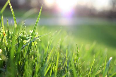 Herbe fraîchement coupée