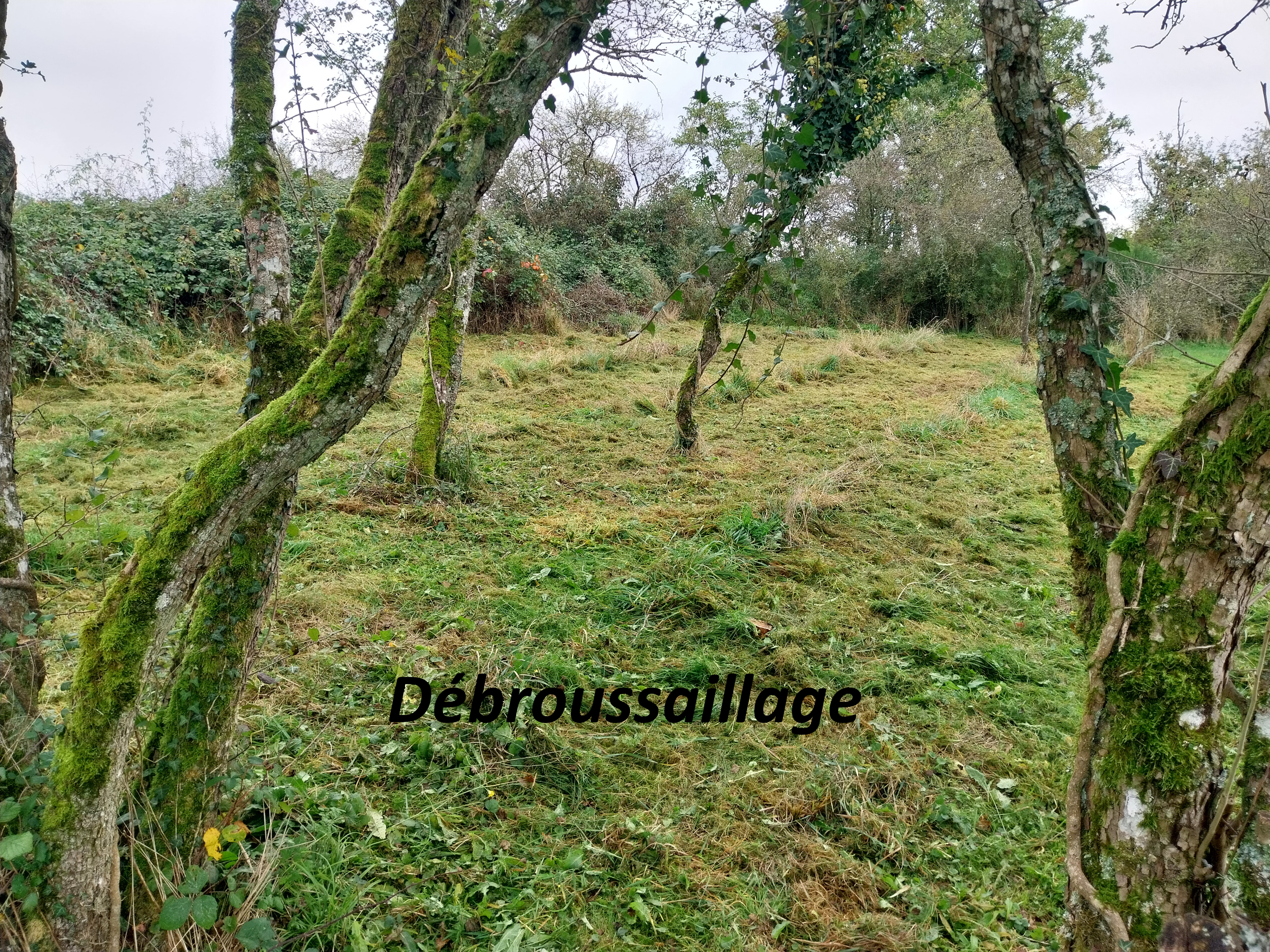 Débroussaillage