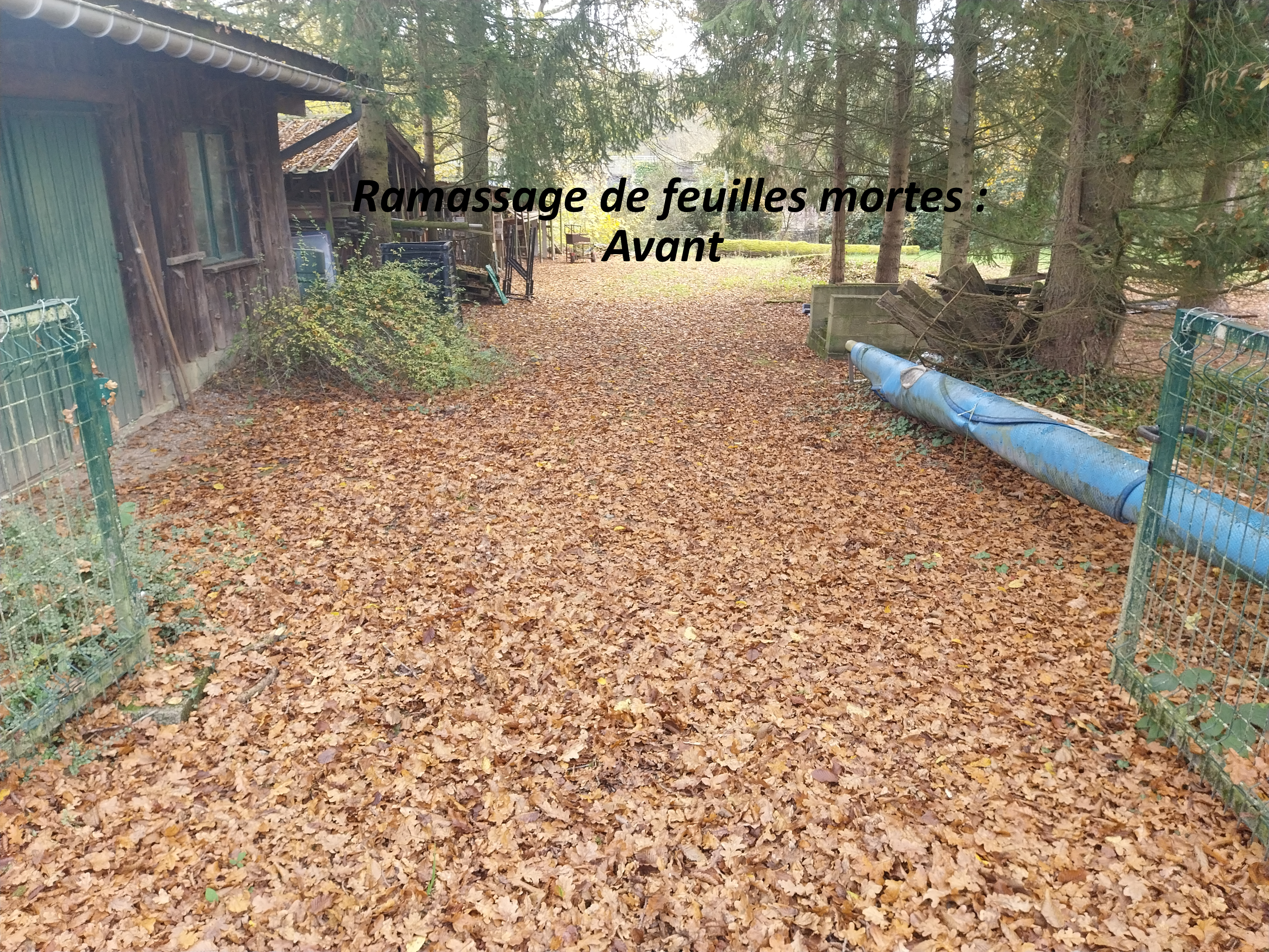 Feuilles 1